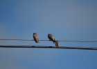 Oeverzwaluw (sand martin) Riparia Riparia - Gurvanbulag 14-08-2016 (2)